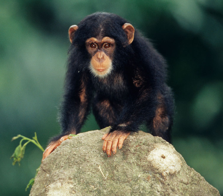 No más chimpancés para investigación médica