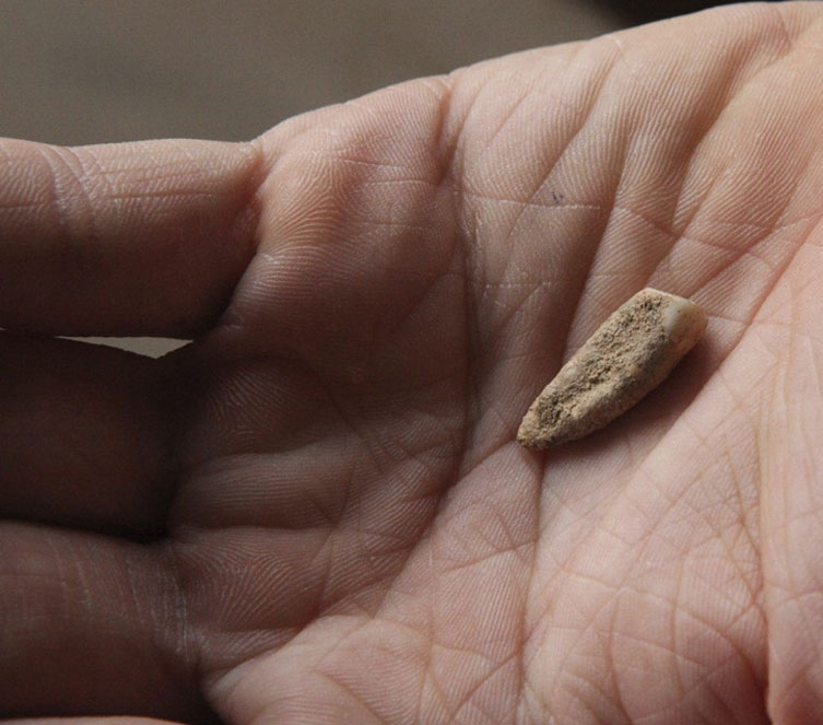 Hallado un diente humano de 560.000 años