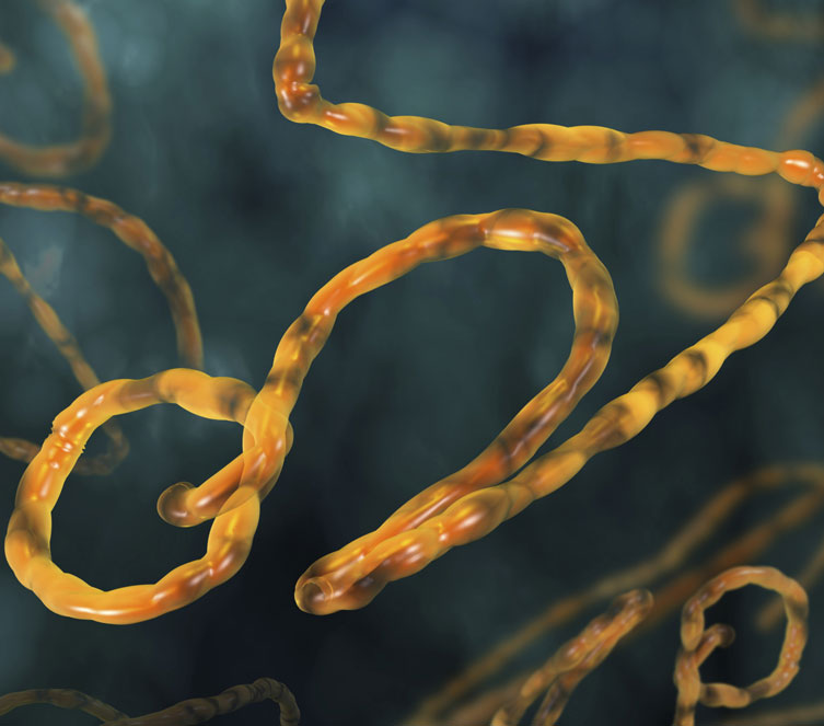 Vacuna efectiva contra el ébola