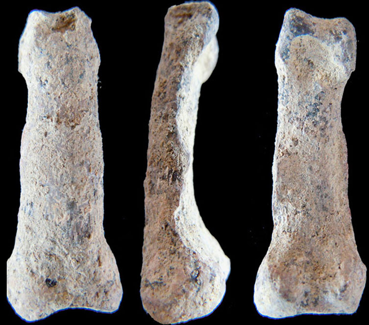 La 'mano moderna' más antigua, de 1,8 millones de años