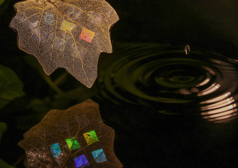 Fotciencia Las Mejores Fotografías Científicas Del Año Trampa De Luz