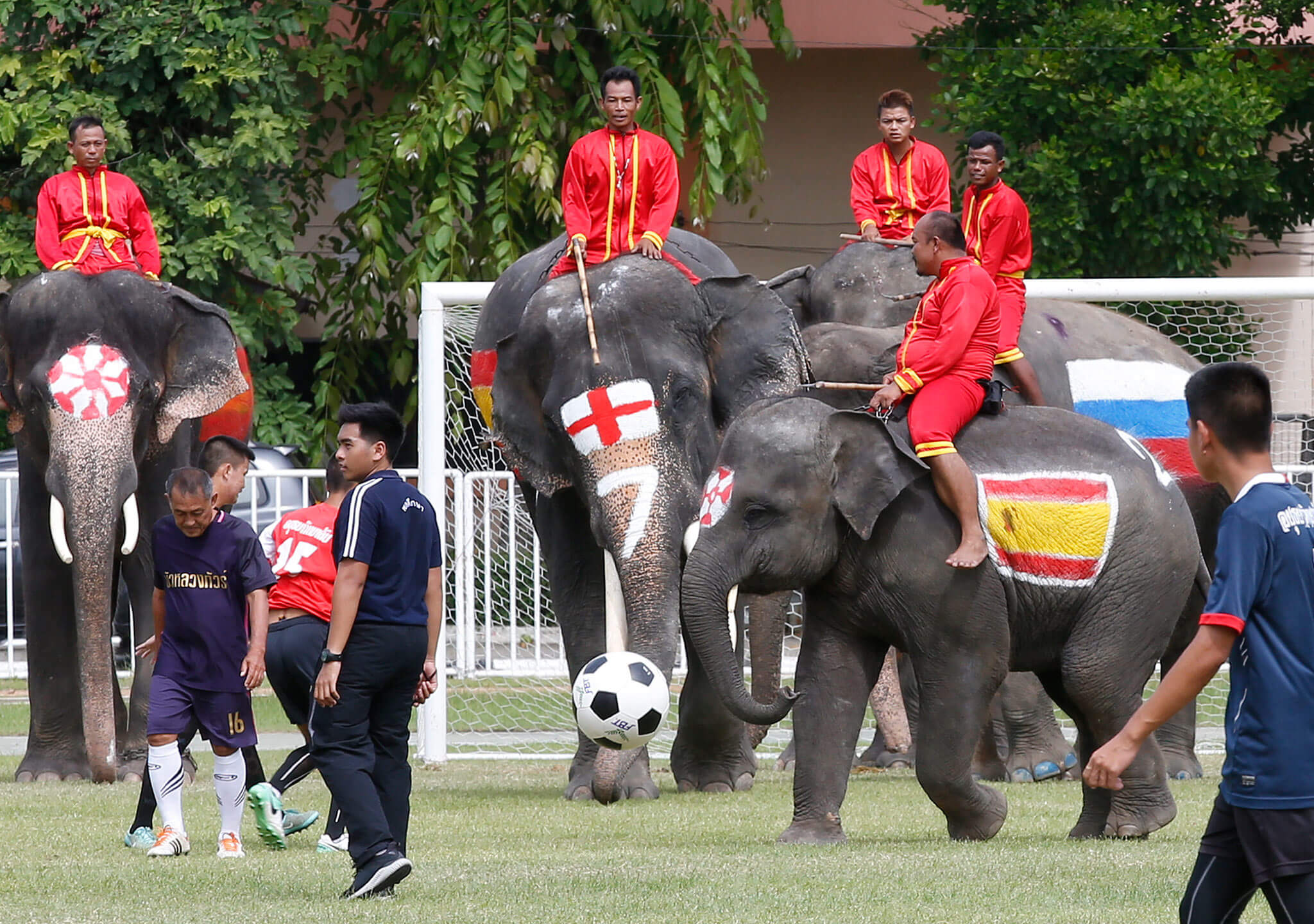 con elefantes