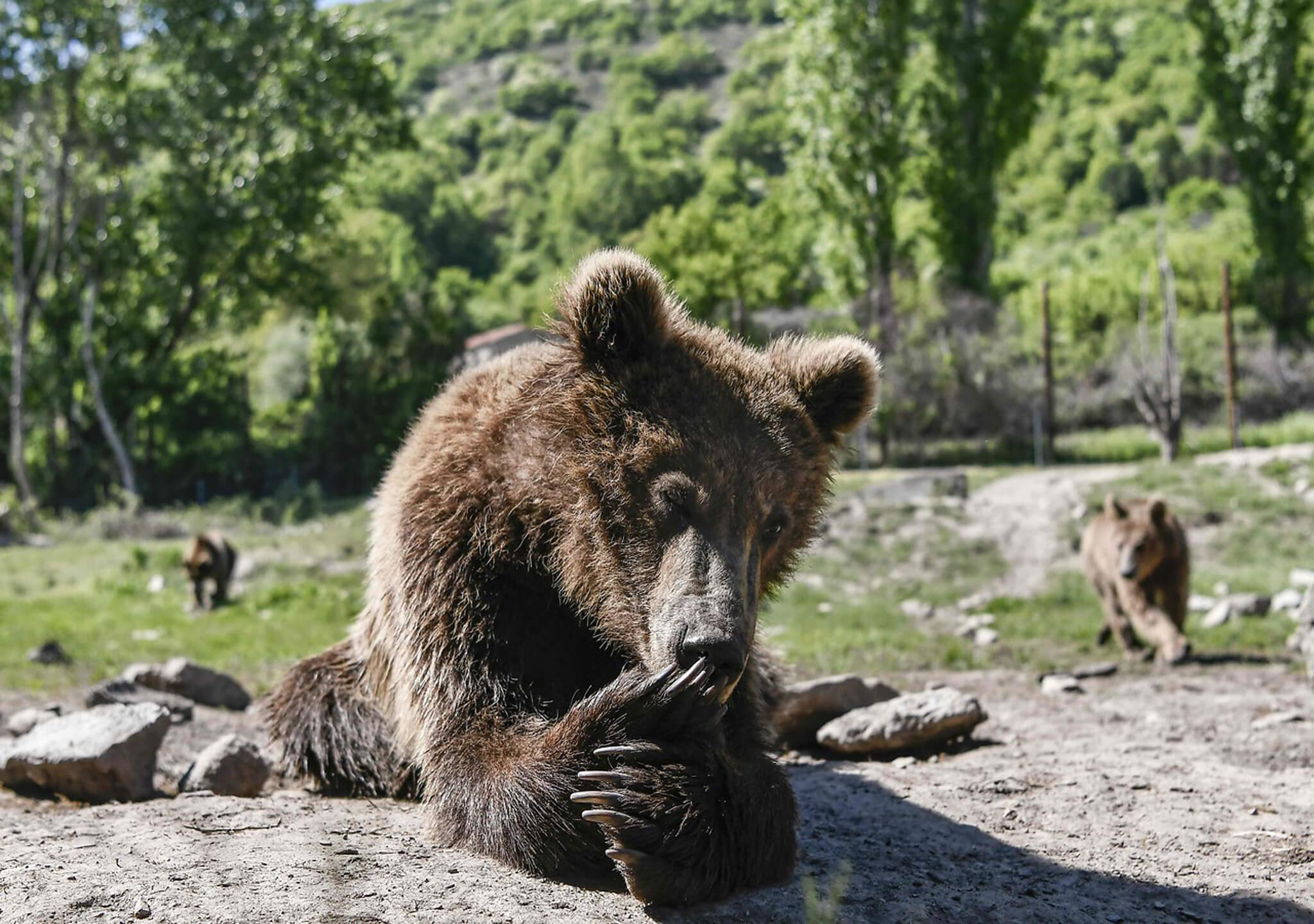 Conviven más de 20 osos