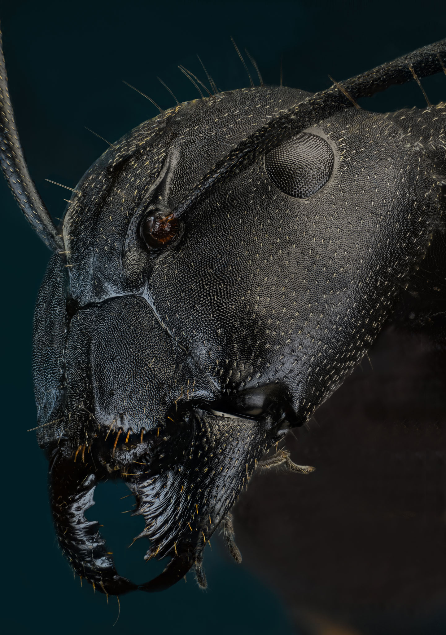 Hormiga 'Camponotus herculaneus'