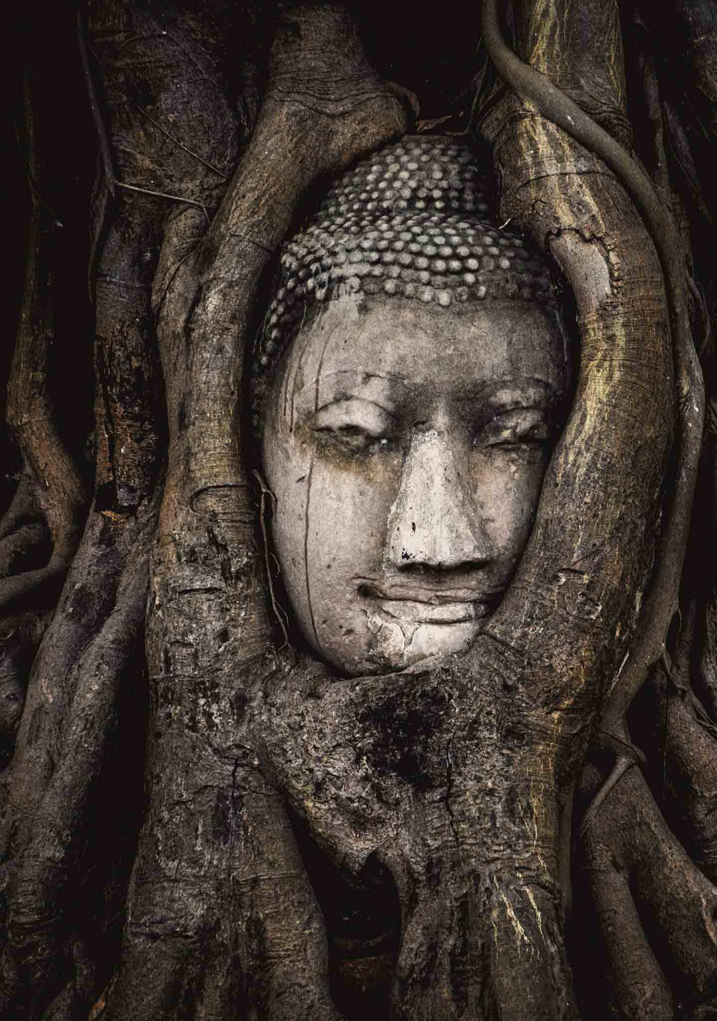 La cabeza de Buda en la antigua Siam