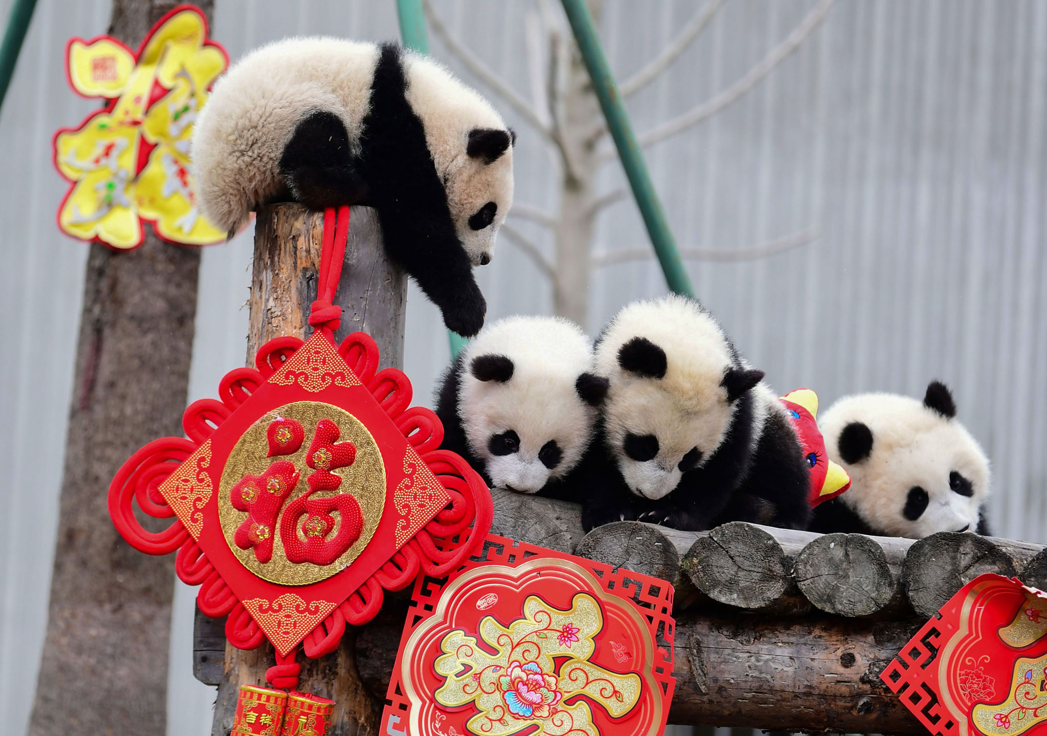 Панда лось. Панда с цветами. Животные из Китая. IPANDA. Animals from China.